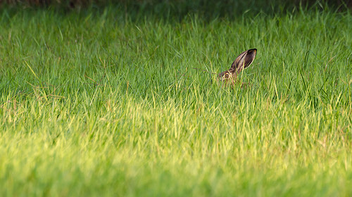 Leads from your website without form-filling or registration